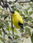 American Goldfinch 5808